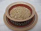 972_green-buckwheat1