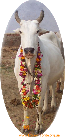 Мать корова Мать корова